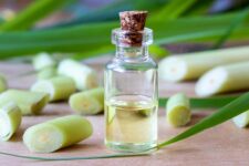 Bottle of Lemongrass Oil with lemongrass stalks and leaves. Using Essential Oils & familiar ingredients to protect your pets from Cane Toads, Bufo Toads, snakes, iguanas and other amphibians and reptiles