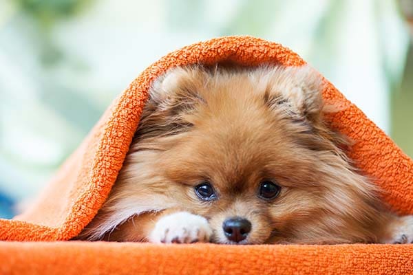 puppy under orange blanket
