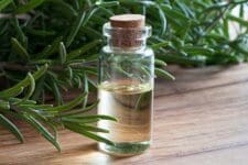 Bottle of Rosemary Oil with rosemary. Using Essential Oils & familiar ingredients to protect your pets from Cane Toads, Bufo Toads, snakes, iguanas and other amphibians and reptiles